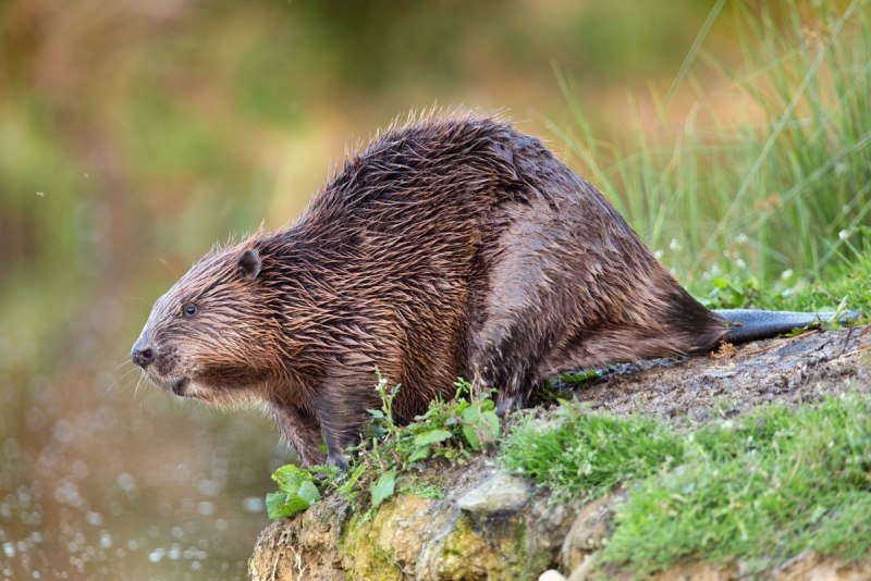 Канадский Бобр (Castor canadensis)