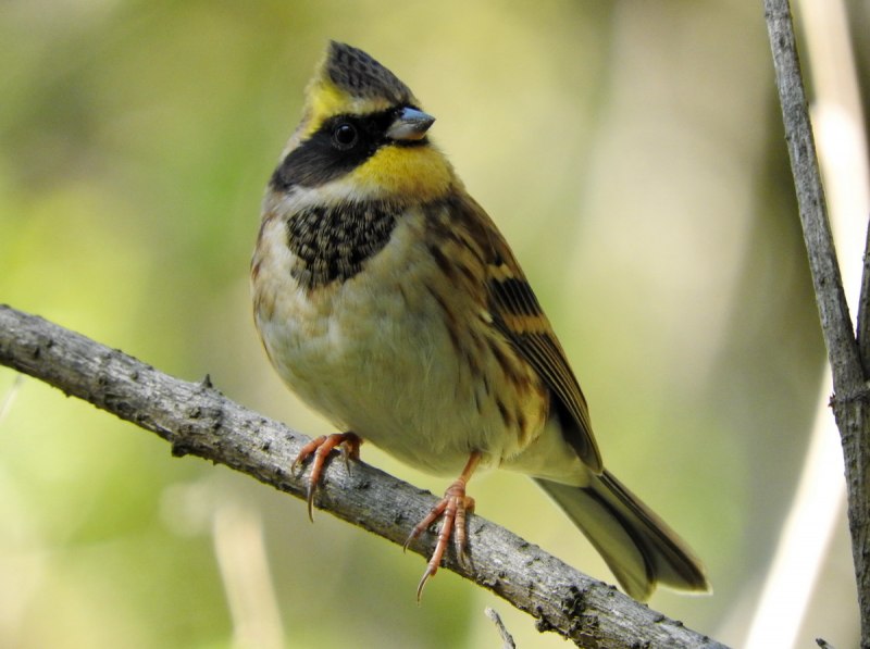 Овсянка желтогорлая (Cristemberiza elegans)