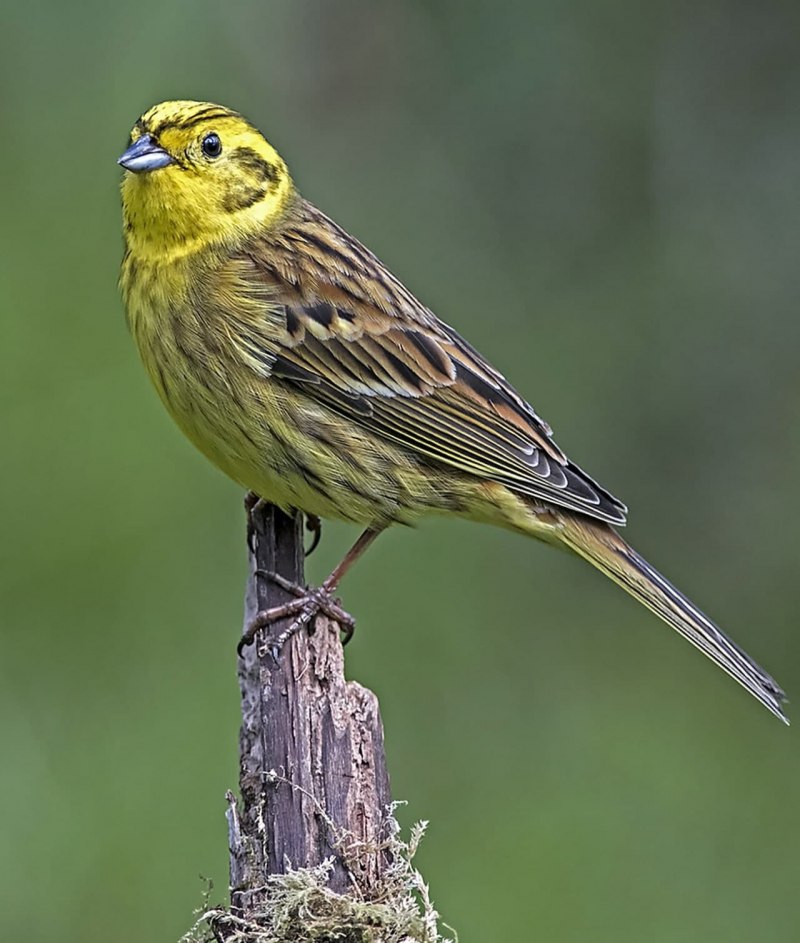 Зеленушка (Chloris Chloris)