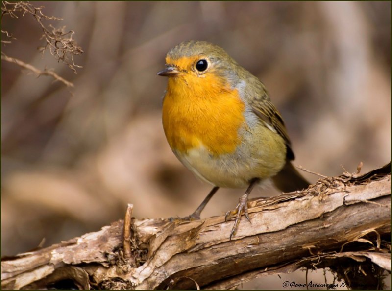 Зеленушка (обыкновенная зеленушка) (Chloris Chloris (Carduelis Chloris))