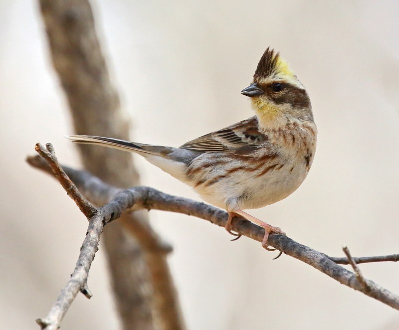 Carduelis citrinella