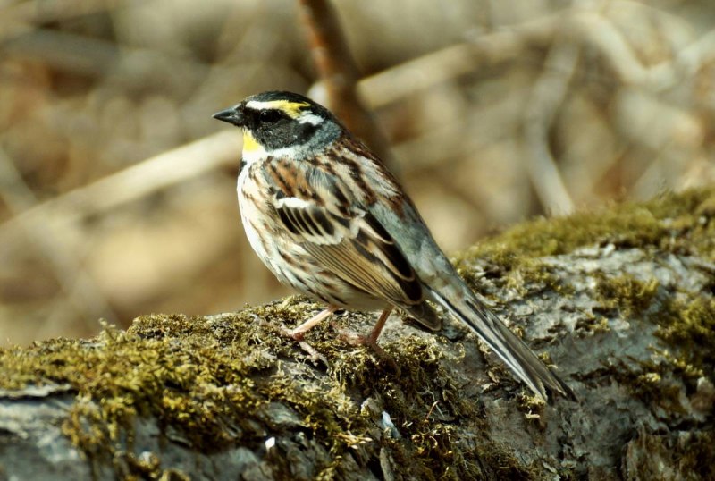 Овсянка желтогорлая (Cristemberiza elegans)