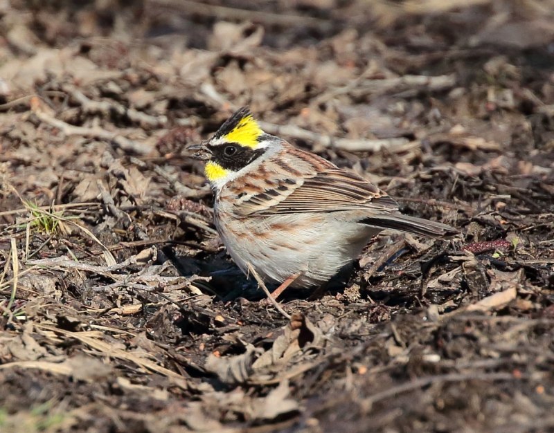 Овсянка обыкновенная - Emberiza citrinella (l., 1758