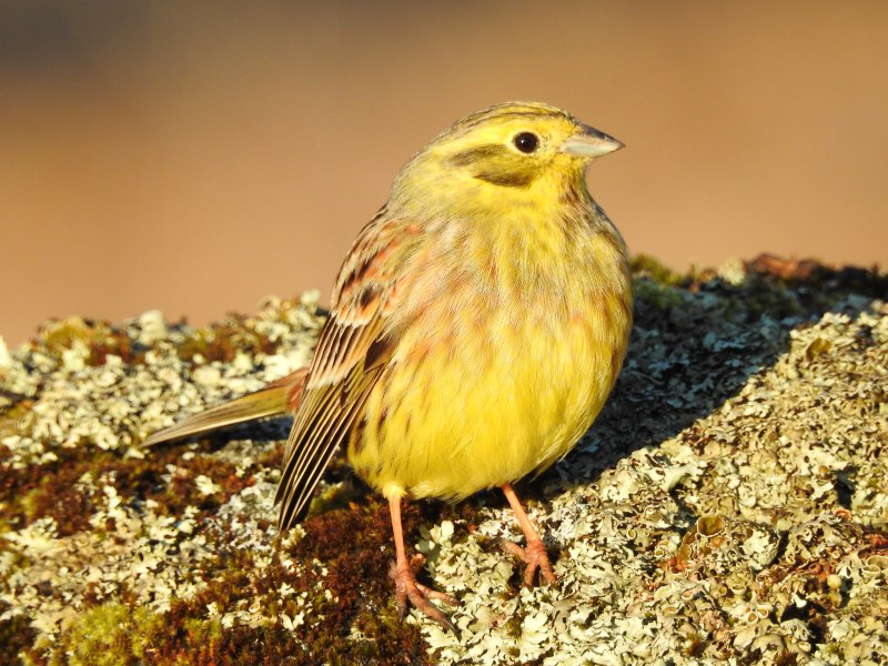 Emberiza caesia