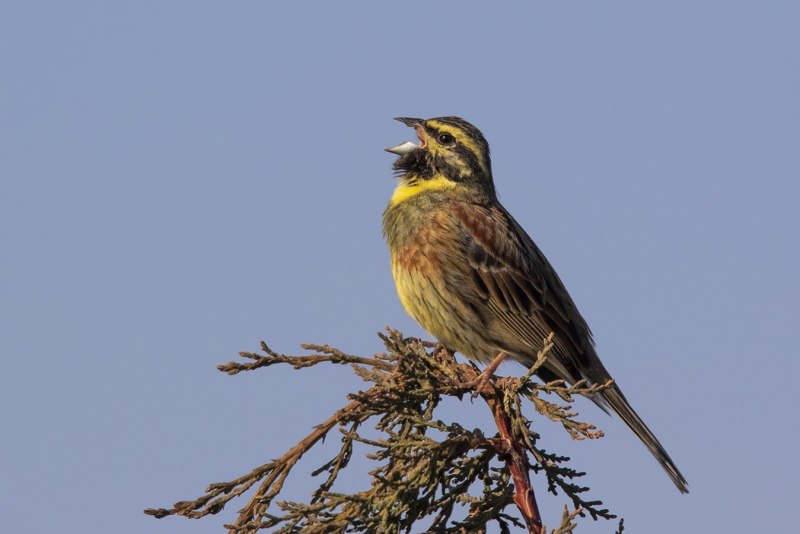 Emberiza pallasi