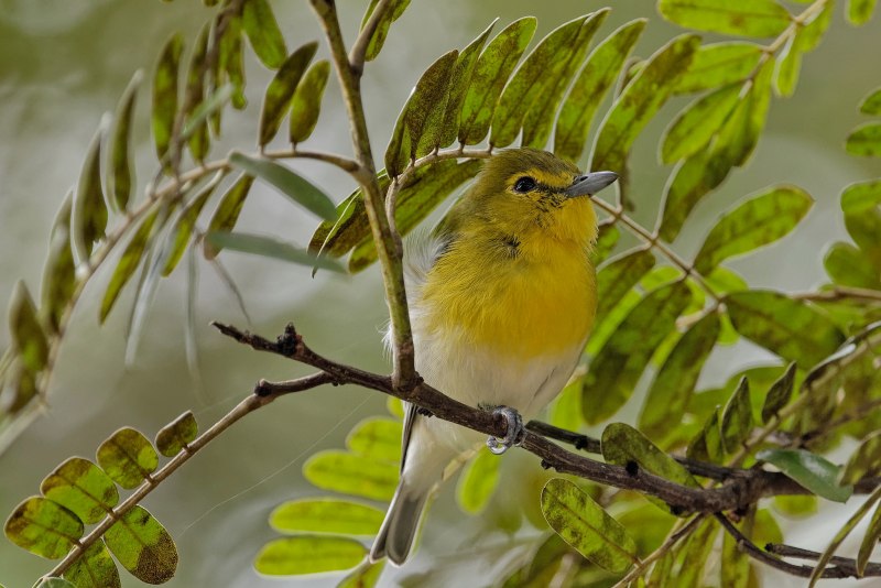 Овсянка, Камышовая, тростниковая (Emberiza schoeniclus)