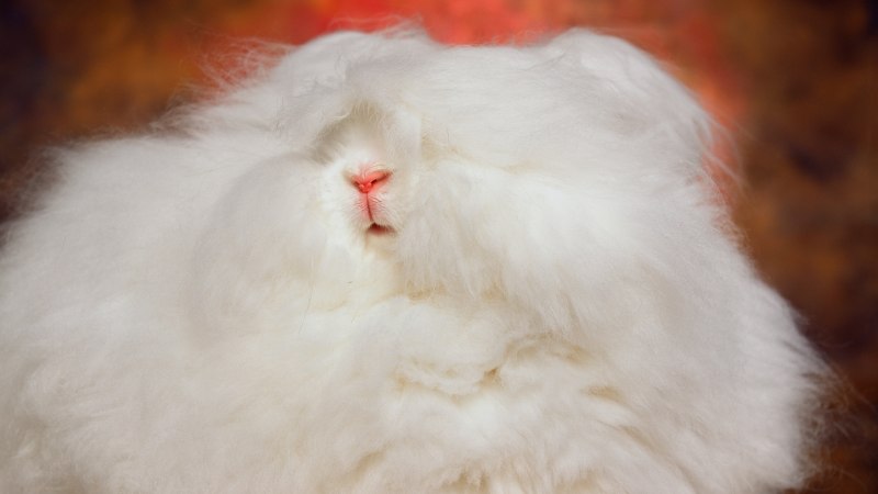 Rabbit Angora 410
