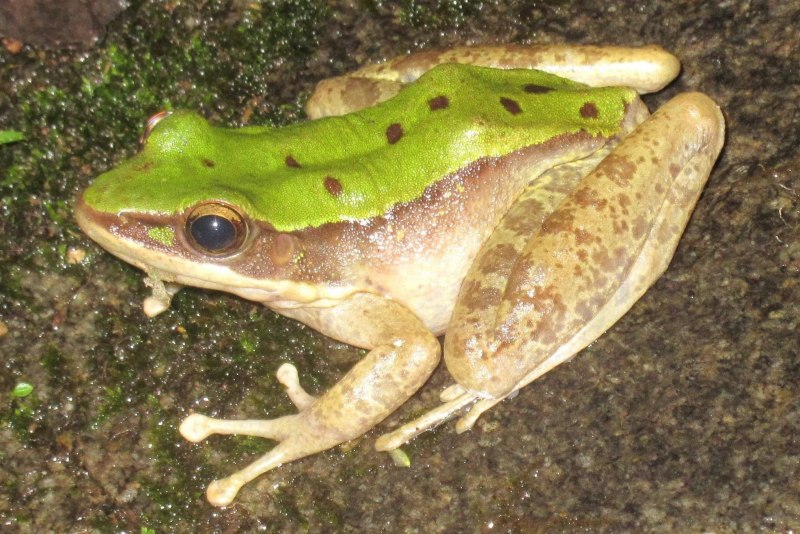 Лягушка Rana sylvatica