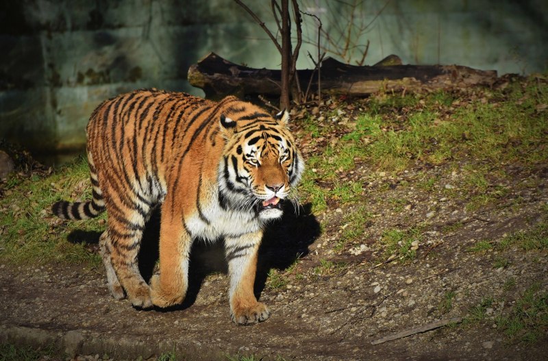 Бенгальский тигр (Panthera Tigris Tigris)