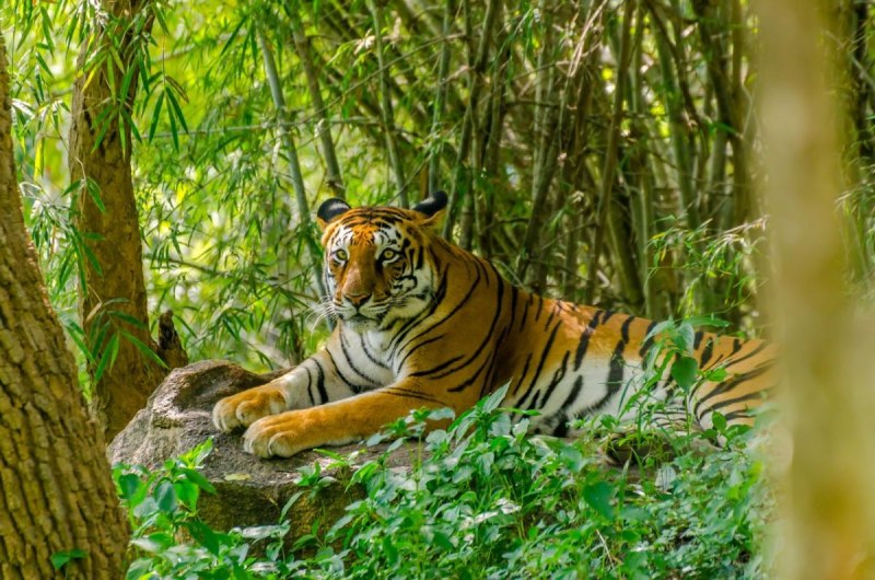 Ranthambore National Park животные