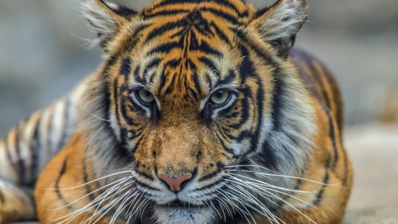 Ranthambore National Park сафари