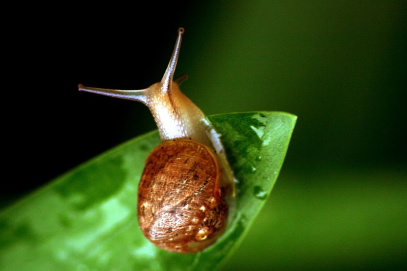 Biomphalaria glabrata