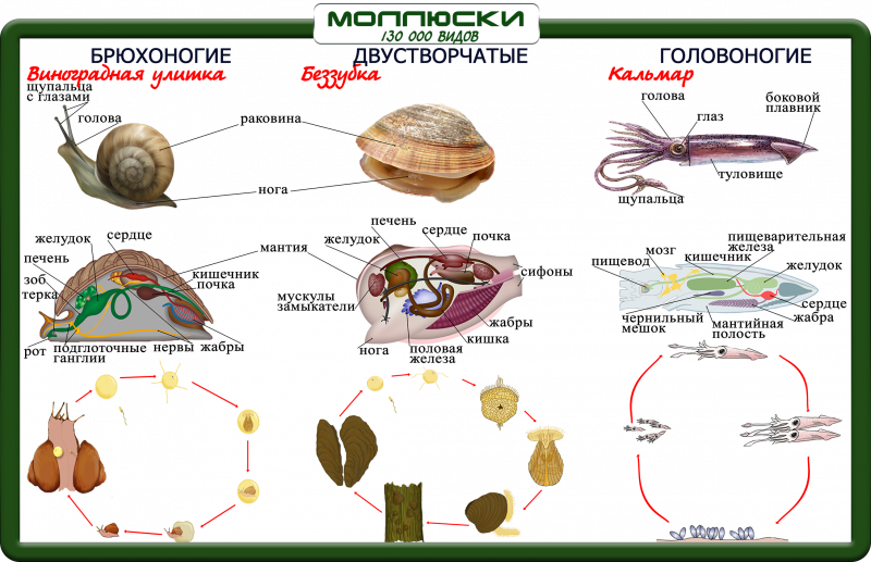 Раковина брюхоногого моллюска наличие годичных колец