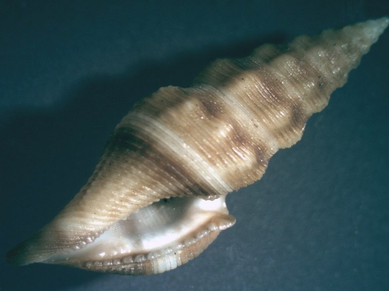 Сарматская морская улитка