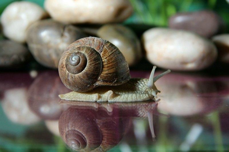 Конодонто Siphonodella sulcata