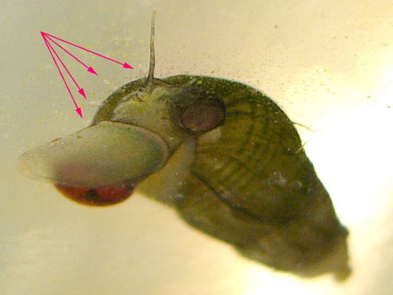 Stramonita biserialis