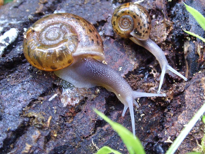 Улитка Haplotrema