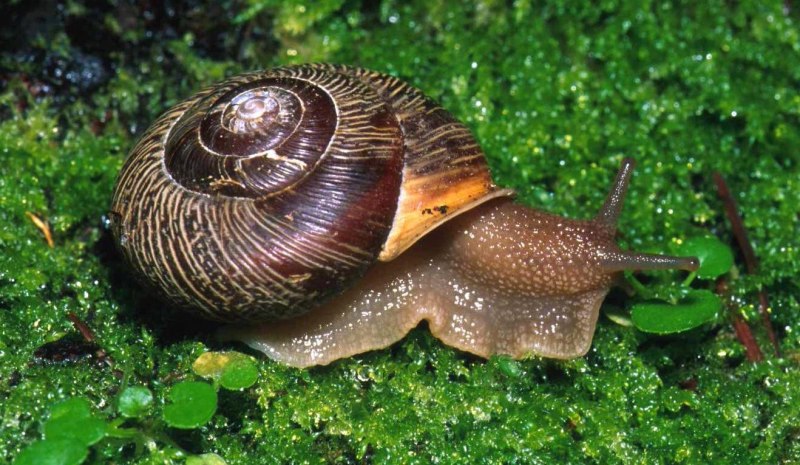 Отряд Археогастроподы (Archaeogastropoda, или aspidobranchia)