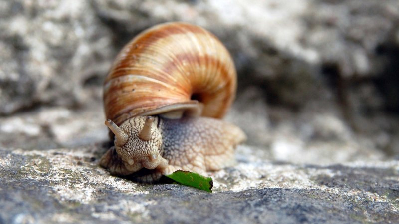 Моллюск Sphincterochila