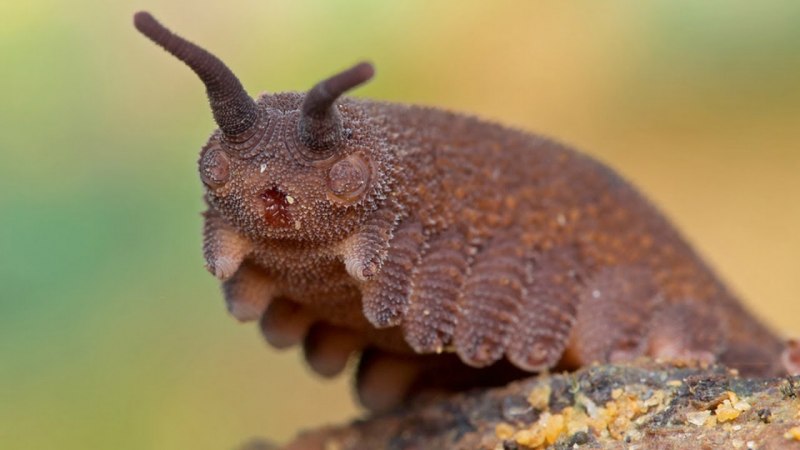 Velvet worm бархатный червь