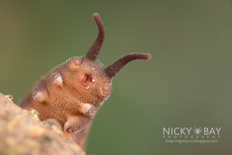 Velvet worm бархатный червь