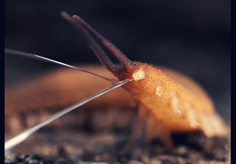 Velvet worm