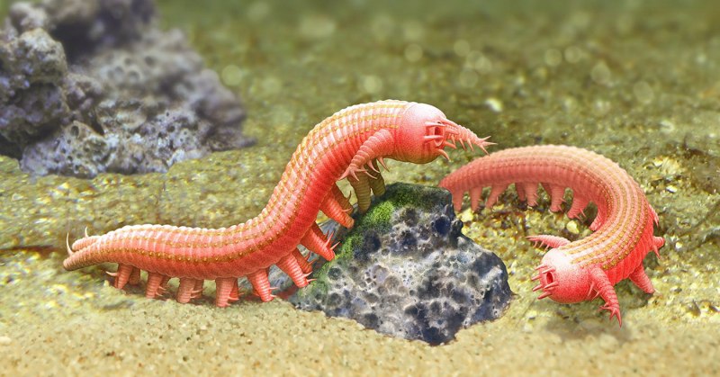 Christmas Tree worms references
