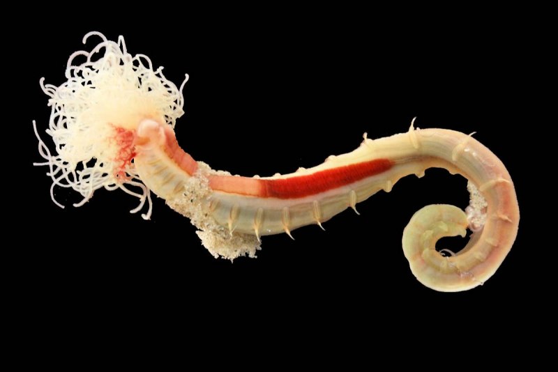 Facivermis yunnanicus