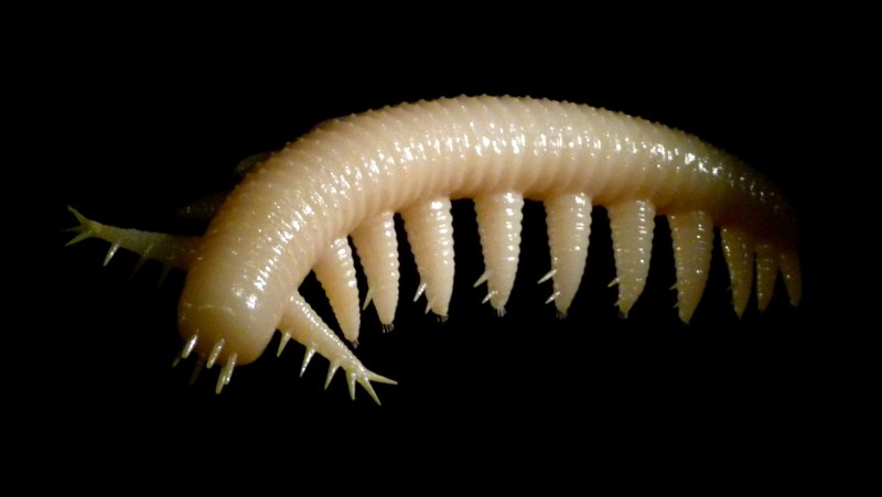 Euperipatoides kanangrensis