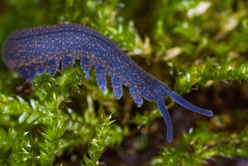 Первичнотрахейные Peripatopsidae