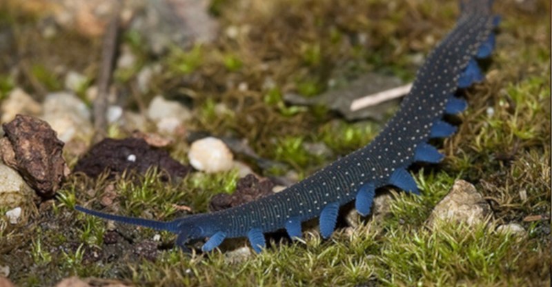 Velvet worm Hunting