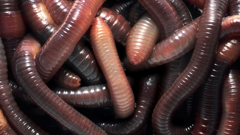 Euperipatoides kanangrensis