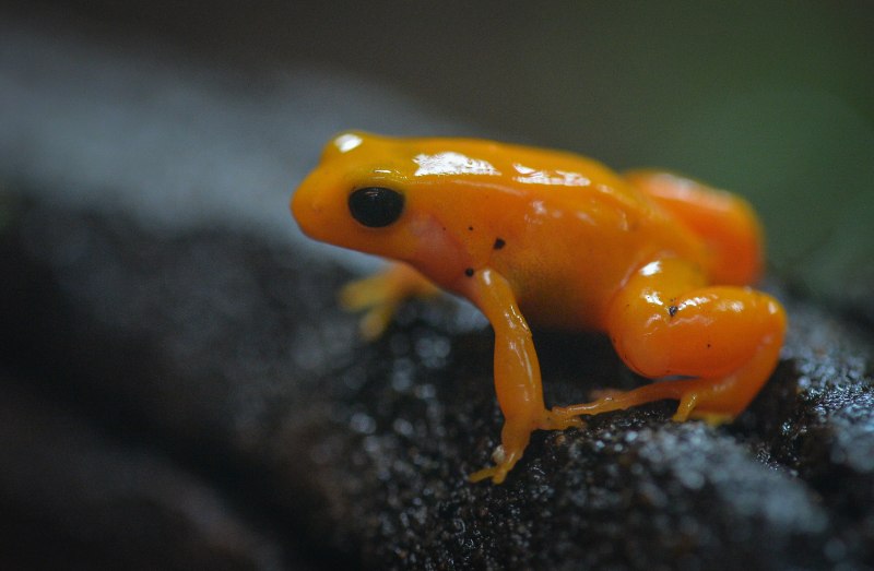 Золотая Мантелла Mantella aurantiaca