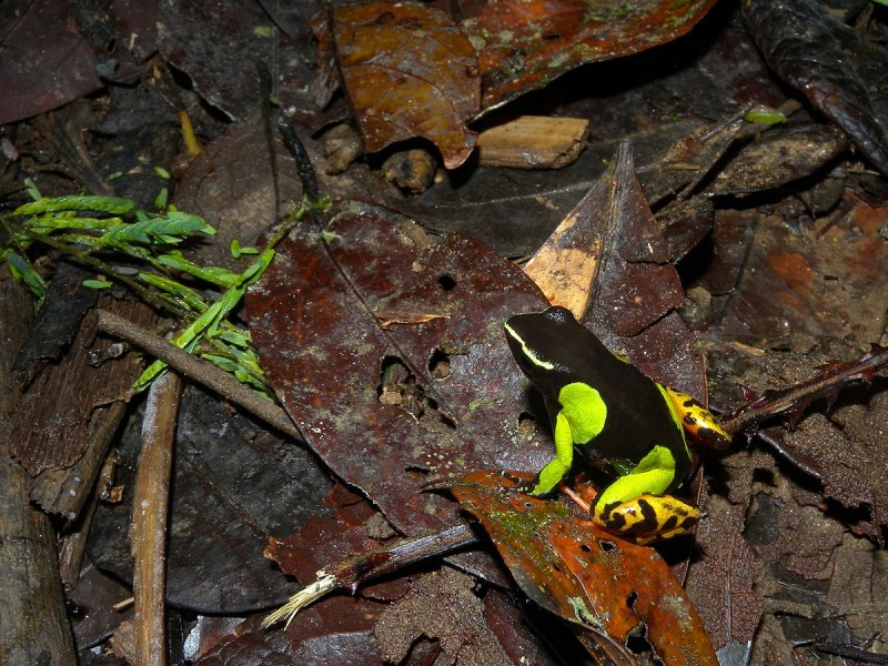 Atelopus chiriquiensis