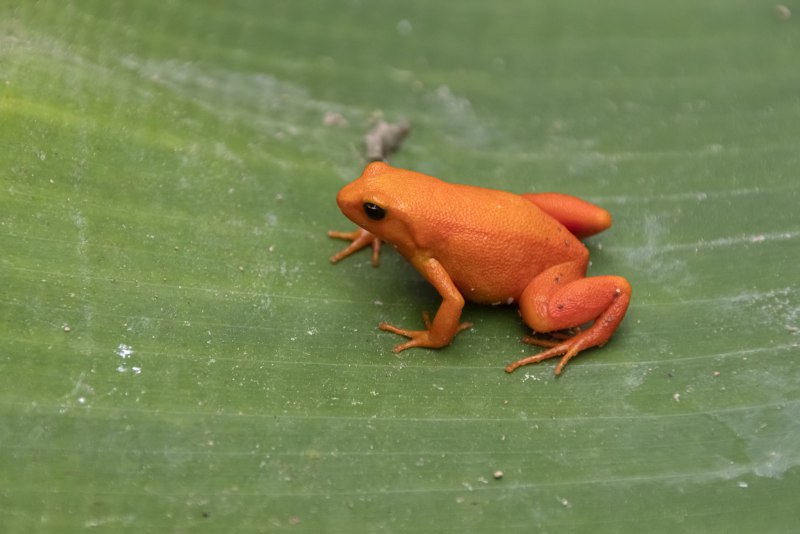 Ужасный листолаз (phyllobates terribilis)