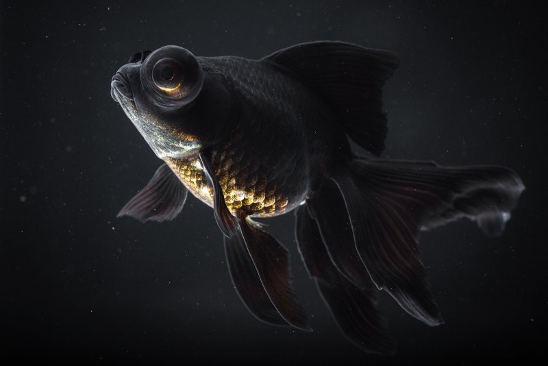 Темная рыба (62 фото)