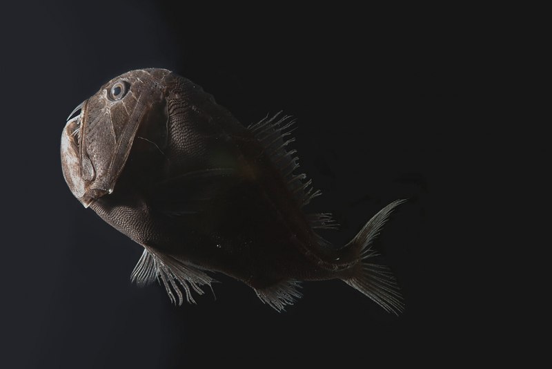 Black Sea Bass рыба