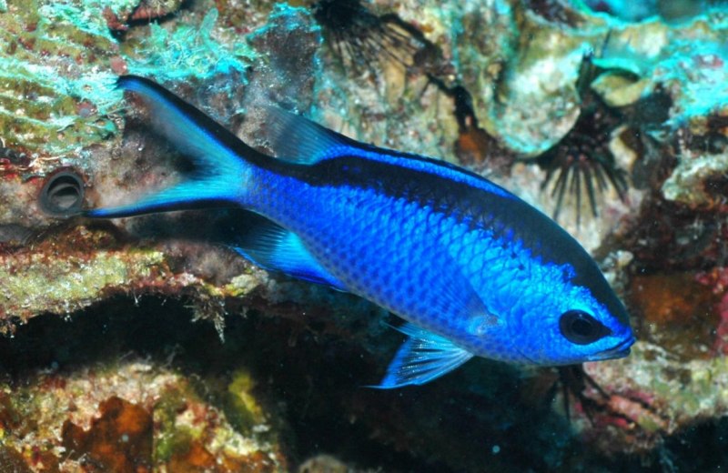 Черная рыба дракон Idiacanthus