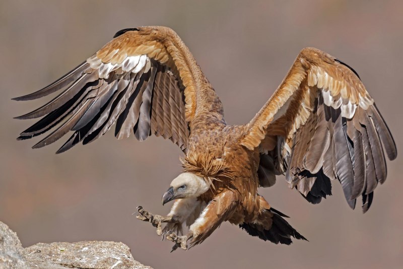 V is for Vulture