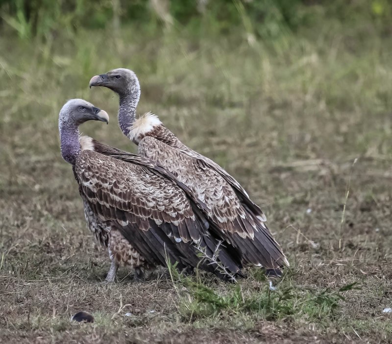 Ruppell's Vulture