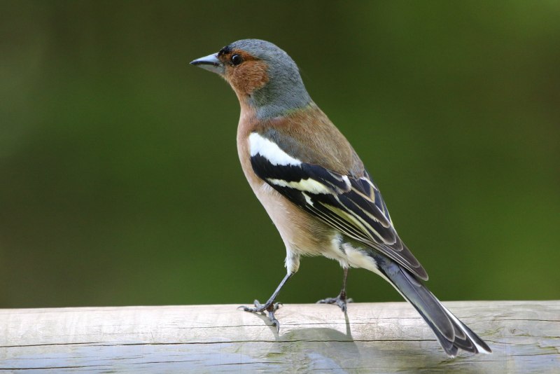 Зяблик (fringilla COELEBS)