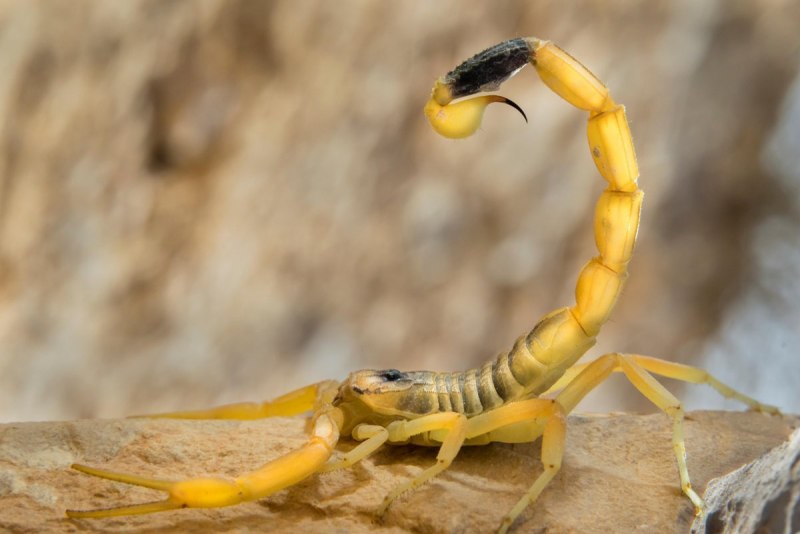 Скорпион Leiurus quinquestriatus