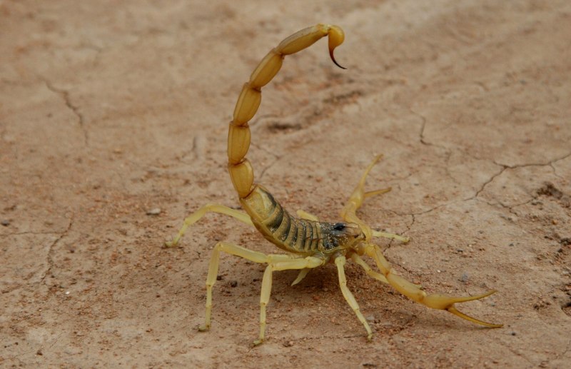 Скорпион лейурус квинкестриатус (65 фото)