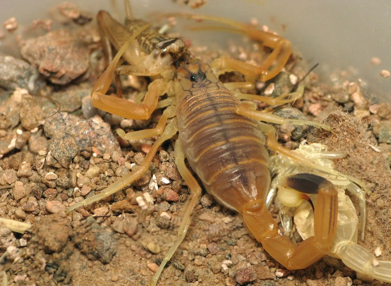 Leiurus quinquestriatus