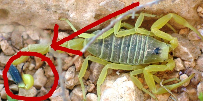 Стрипедтальский Скорпион