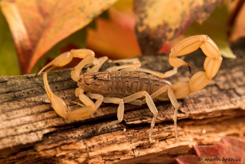 Скорпион Leiurus quinquestriatus (Deathstalker)