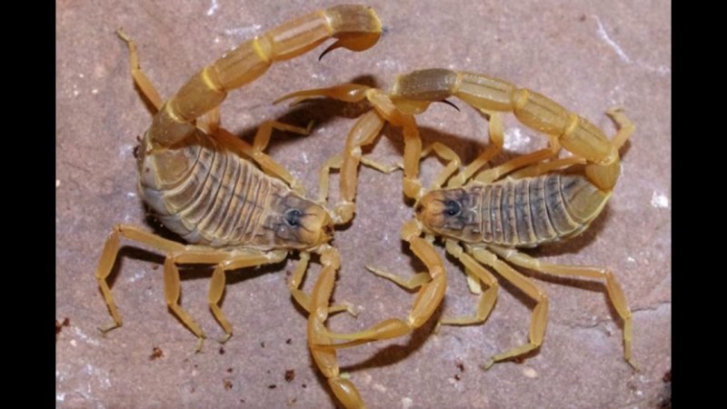 Leiurus macroctenus