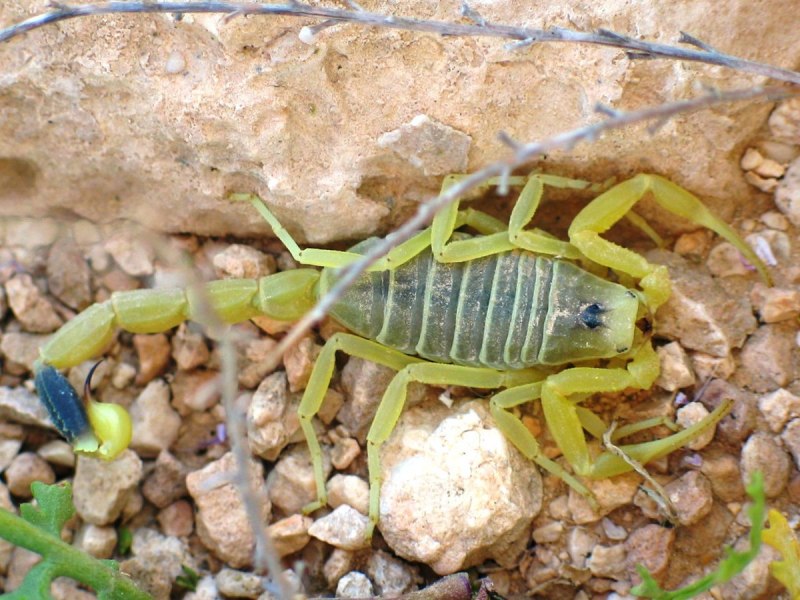 Deathstalker Скорпион