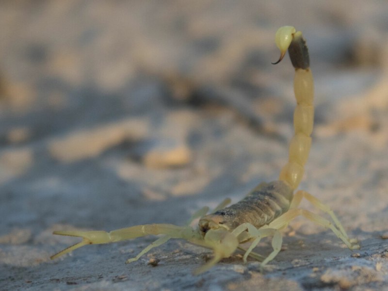 Heterometrus longimanus