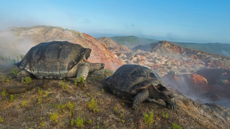 Galapagos giant Tortoise